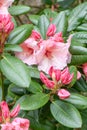 Rhododendron Virginia Richards with orange-pink flowers and pink buds Royalty Free Stock Photo